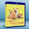 第七日的奇蹟 Himawari to koinu no nanokakan (2012) 藍光BD-25G