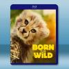 生而狂野 Born To Be Wild(2025)藍光25...